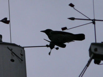 Kr�he im Hafen von Bodrum, T�rkei