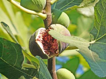 Frische Feigen am Baum