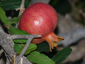 Granatapfel