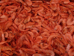 frische Shrimps
