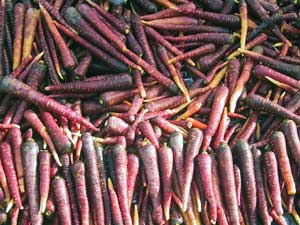 Farbige Karottensorie