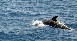 In der T�rkei vor dem Hafen von Bodrum sehen wir Delfine